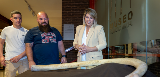 Una costilla completa de mamut hallada en Cueva Victoria se incorpora al Museo Arqueológico Municipal