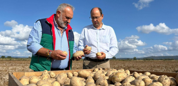La patata temprana del Campo de Cartagena se muestra en la Feria Agro de Limia en Galicia